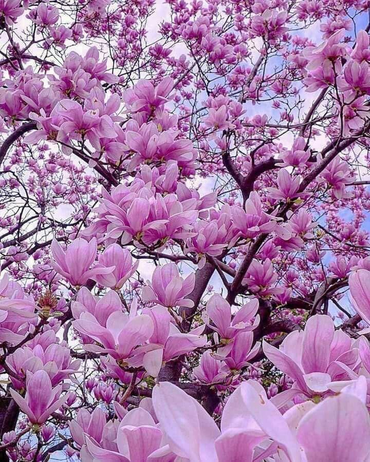 Serenity's Embrace Tender Blossom Mix