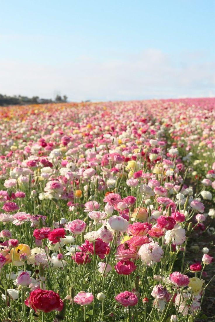 Celestial Meadows Exquisite Bouquet Symphony